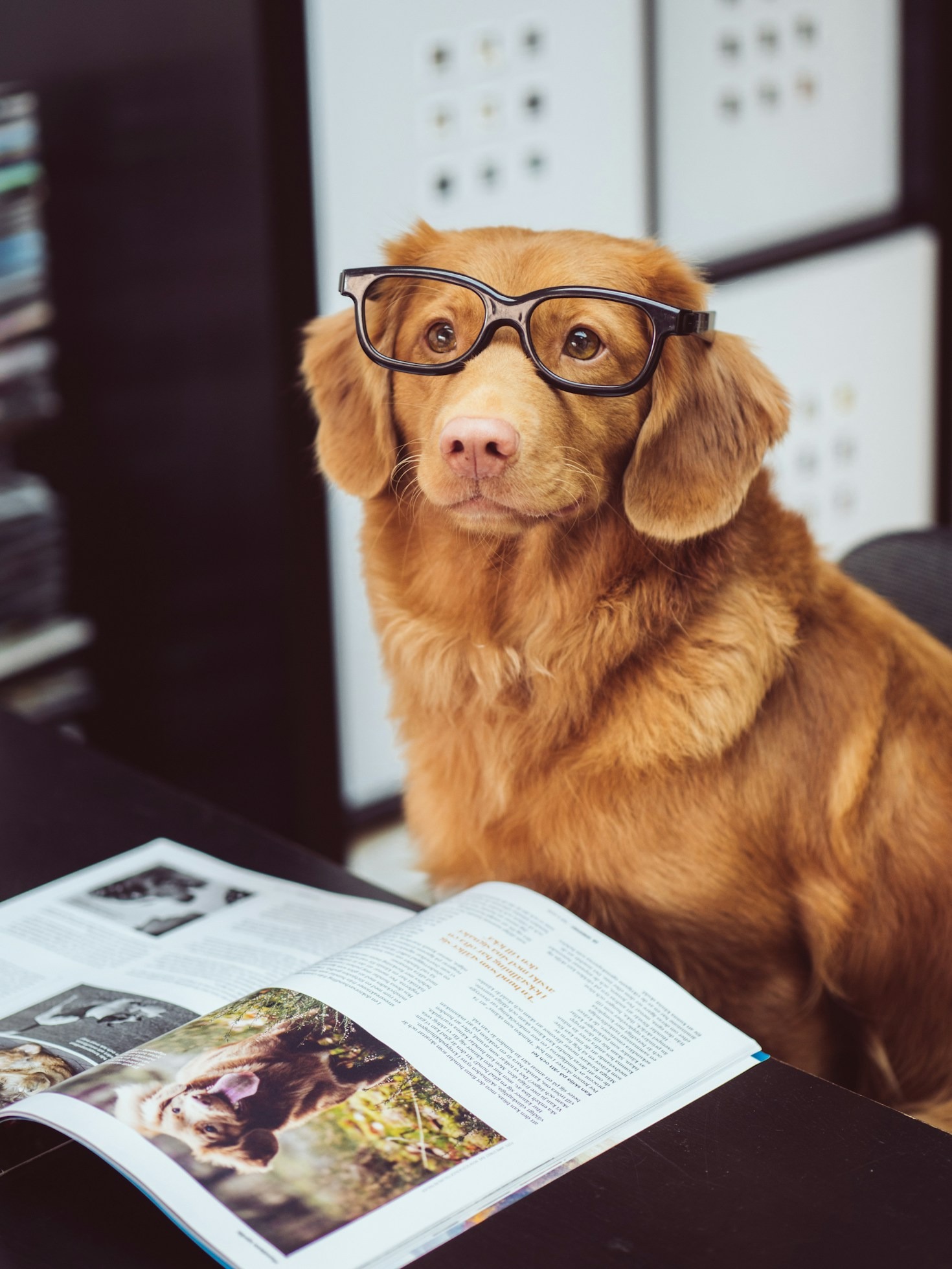 Förstå din hunds unika kroppsspråk bättre