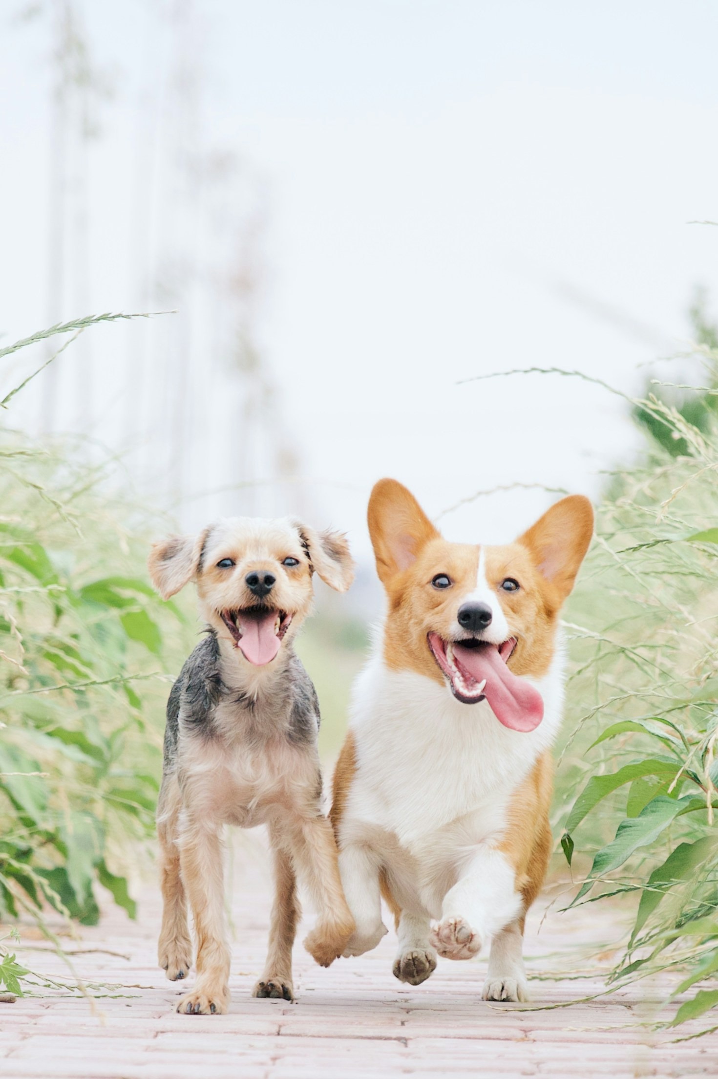 Vikten av regelbunden friskvård för hunden